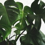 monstera
