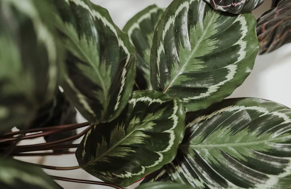 Calathea