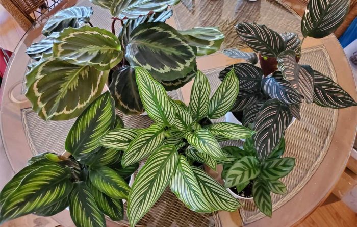 Calathea