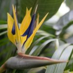 strelitzia