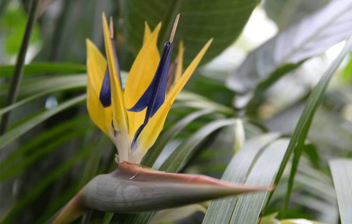strelitzia