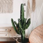 euphorbia