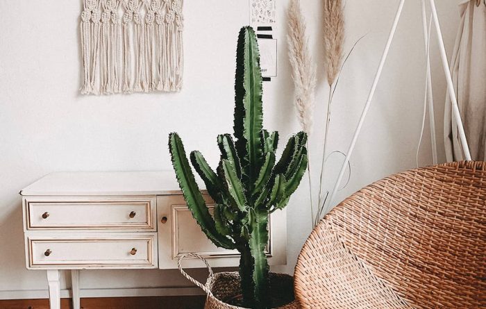 euphorbia