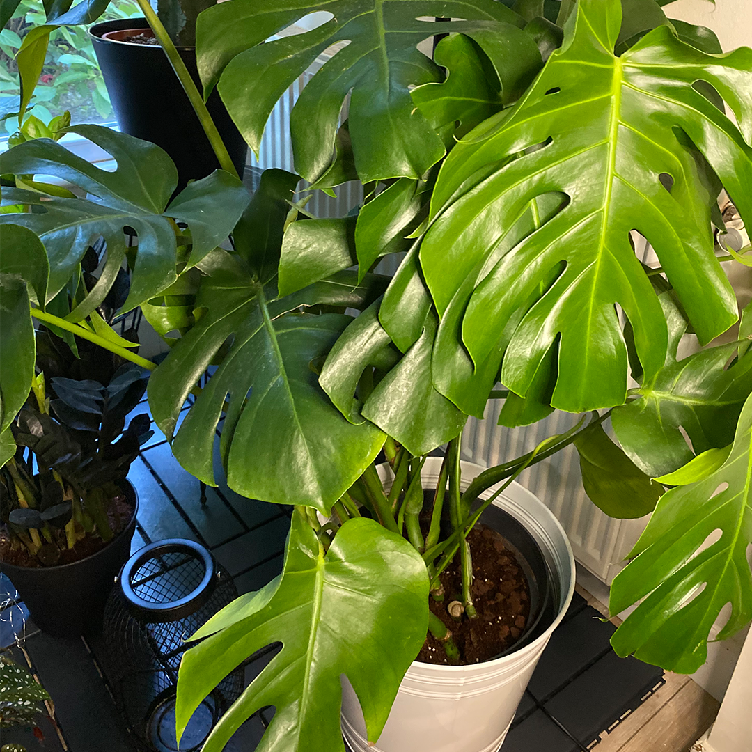 Deve Tabanı Monstera Bitki Fiyatları