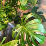 deve tabanı monstera